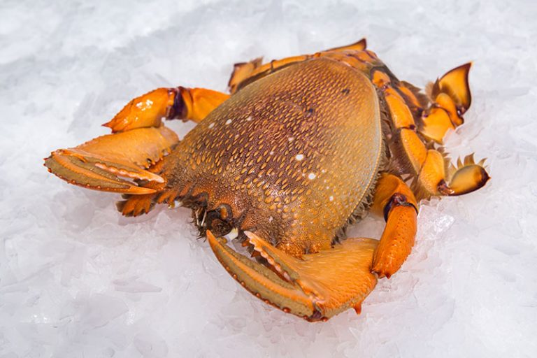 Spanner Crab