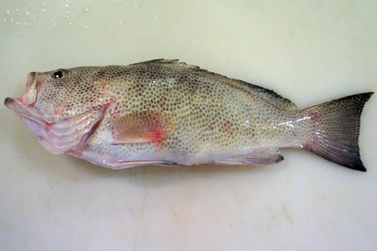 Banded Grouper