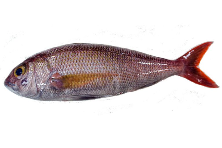 Blue-Spotted Job Fish