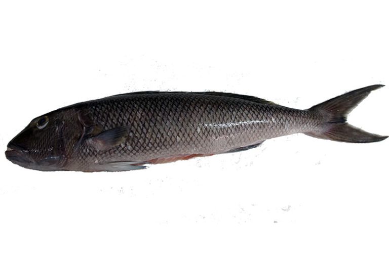 Green Job Fish