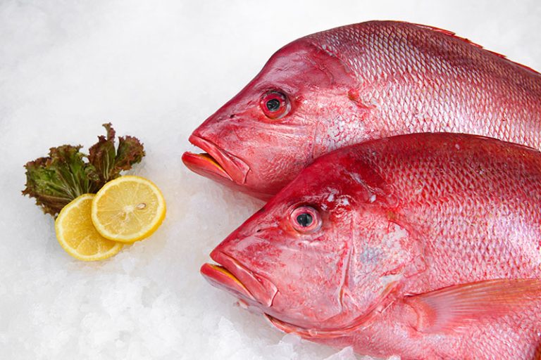 Hump Head Snapper