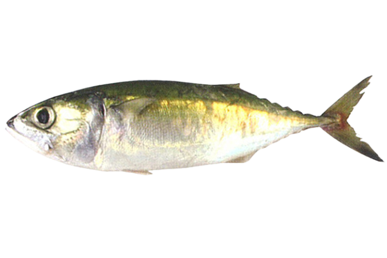 Indian Mackerel