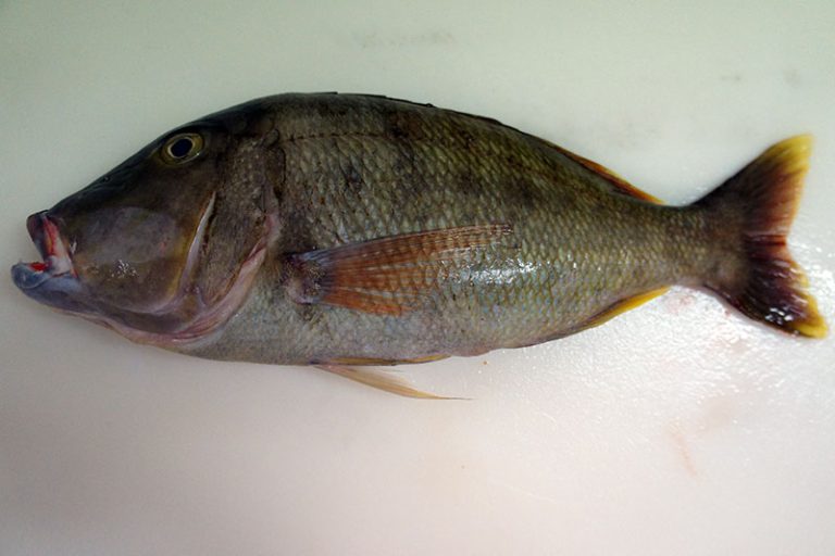 Mahsena Emperor