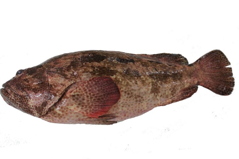 Marbled Grouper