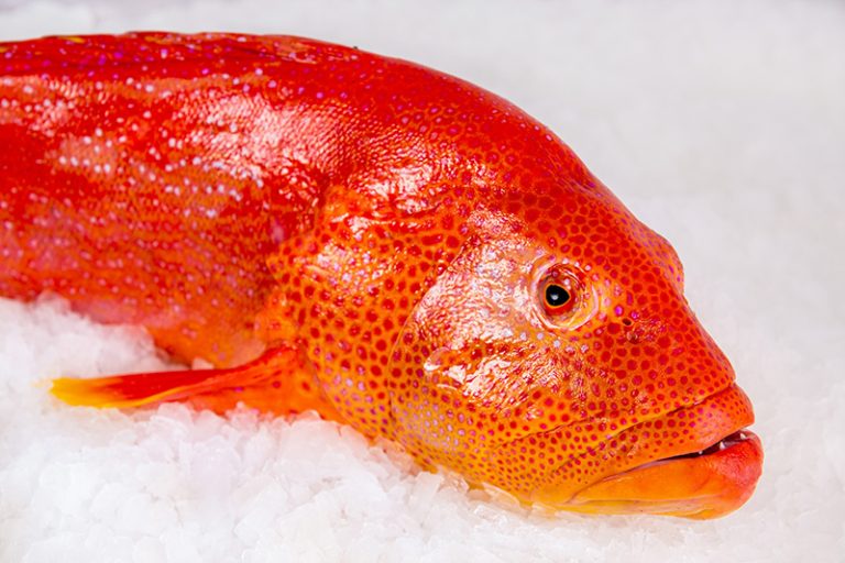 Moontail Seabass