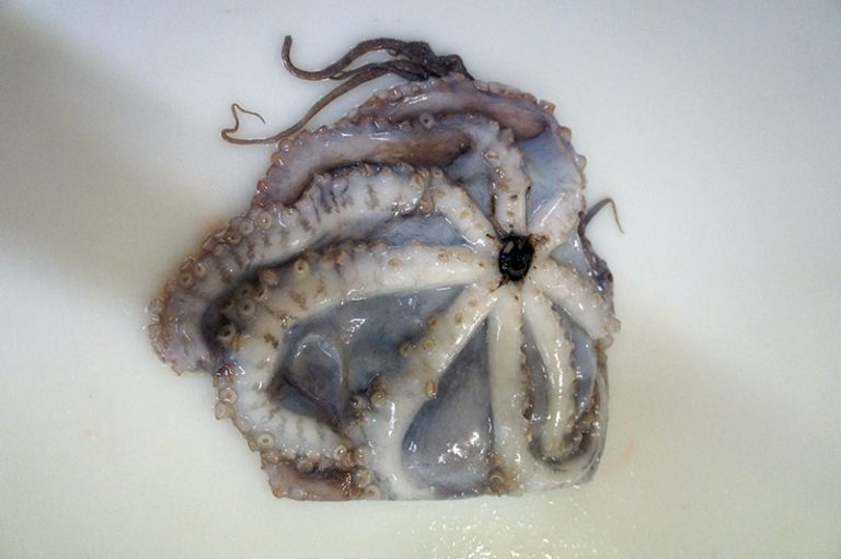 Octopus