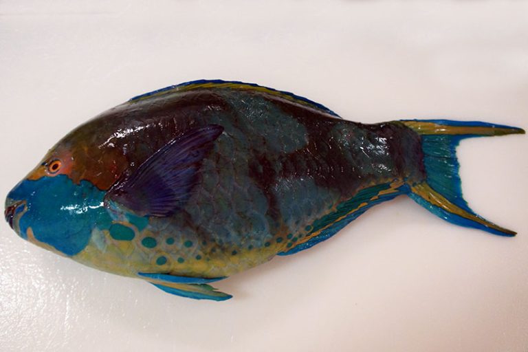 Parrot Fish