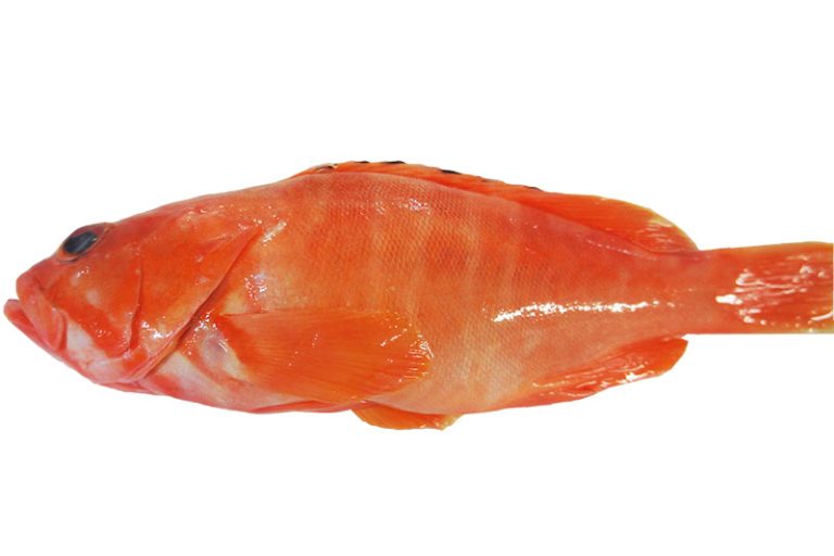 Redbanded Grouper