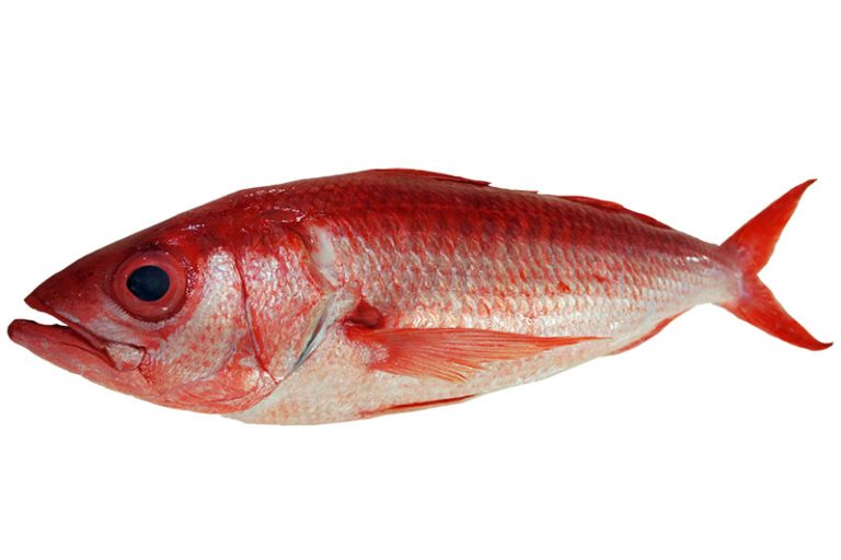 Ruby Snapper