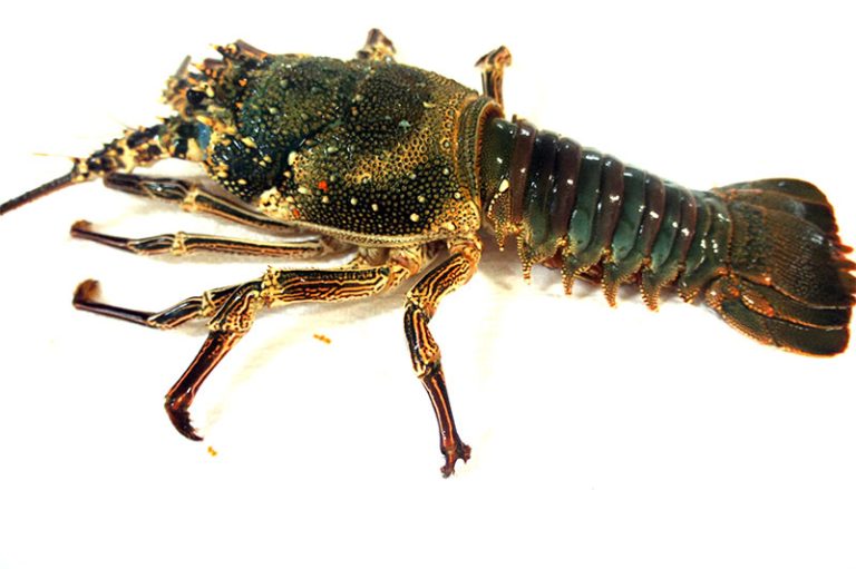 Spiny Lobster