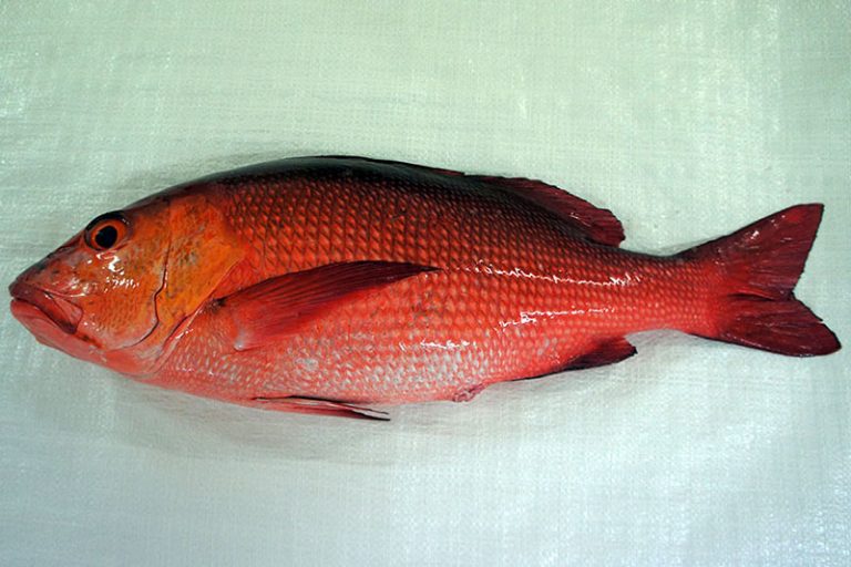 Two spot Red Snapper