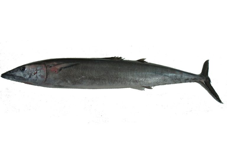 Wahoo