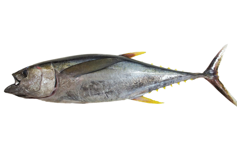 Yellow Fin Tuna