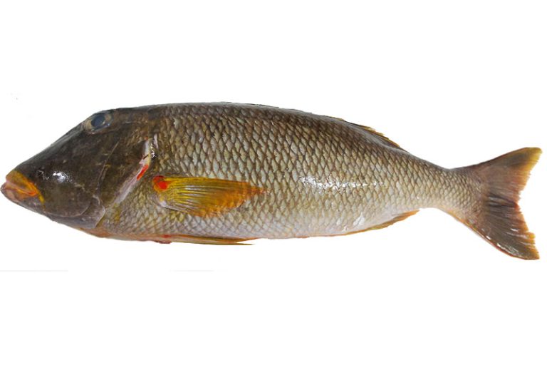 Yellowlips Emperor