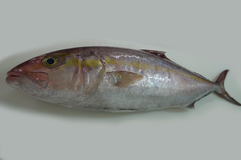 Yellowspotted T revally